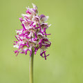 Orchis simia x anthropophora