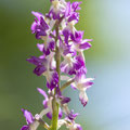 Orchis Mascula x Pallens