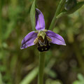 Ophrys Abeille 4