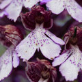 Orchis Pourpre 6