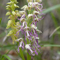 Orchis anthropophora x simia