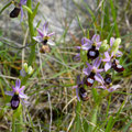 Ophrys de la Drôme 4