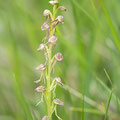 Orchis anthropophora x simia