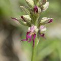 Orchis anthropophora x simia