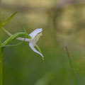 Platanthère à deux feuilles 1