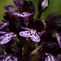Orchis Pourpre 5