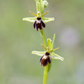 Ophrys Insectifera x Aranerola