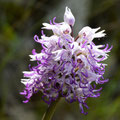 Orchis Singe 6