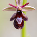 Ophrys Insectifera x Drumana