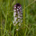 Orchis Brulé 2