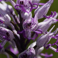 Orchis Singe 4