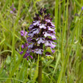 Orchis Pourpre 2