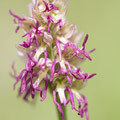 Orchis simia x anthropophora