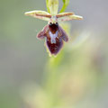 Ophrys Insectifera x Aranerola
