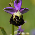 Ophrys Feulon 2