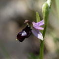 Ophrys de la Drôme 1