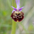 Ophrys Fuciflora x Aranerola