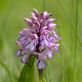 Orchis pourpre x militaris