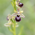 Ophrys Aranerola x Drumana