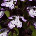 Orchis Pourpre 4