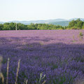 Les lavandes du plateau d''Albion en Provence