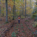 Durch den Herbstwald Richtung Südosten