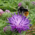 Hummel und Feuerwanze auf einer Wegdistel