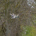 Enten im Flug über den Swistbach
