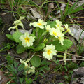 Primula vulgaris am Wegesrand