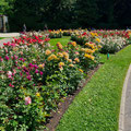 Im Rosengarten am Fort X