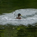 Eine Ente ist gerade auf dem Heider Bergsee gelandet
