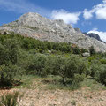 Depuis les oliveraies sous le Refuge Cézanne