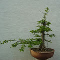 Hainbuche, Carpinus betulus, Rohling