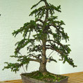 Serbische Fichte, Picea omorika, Rohling nach der Gestaltung, Bonsai