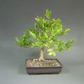 Stern-Magnolie, bonsai-hassler.de