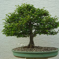 Jap. Zelkove, Zelkova serrata, Bonsai