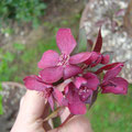 Malus, Zierapfel