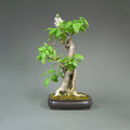 Flieder, Syringa vulgaris, Bonsai-Solitär, bonsai-hassler