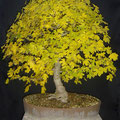 Feldahorn, Acer campestre, Bonsai, bonsai-hassler.de