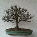 Jap. Zelkove, Zelkova serrata, Bonsai