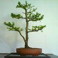 Jap. Lärche, Larix kaempferi, Bonsai