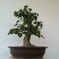 Winterlinde, Tilia cordata, bonsai-hassler.de