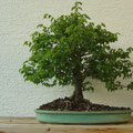 Jap. Zelkove, Zelkova serrata, Bonsai