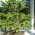 Serbische Fichte, Picea omorika, Rohling vor der Gestaltung, Bonsai