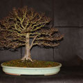 Jap. Zelkove, Zelkova serrata, Bonsai