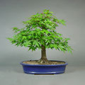 Fächerahorn, Acer palmatum, bonsai-hassler.de, Bonsai
