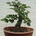 Winterlinde, Tilia cordata, Rohling, bonsai-hassler.de