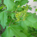 Acer campestre, Feldahorn, Blüte & Fruchtansatz