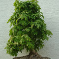 Feldahorn, Acer campestre, Bonsai