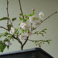 Prunus Accolade, Frühe Zierkirsche